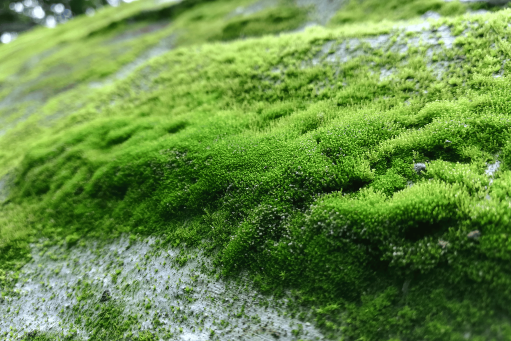 Protisty – organizmy żyjące w wodzie, glebie i organizmach innych stworzeń, odgrywające ważną rolę w ekosystemach.